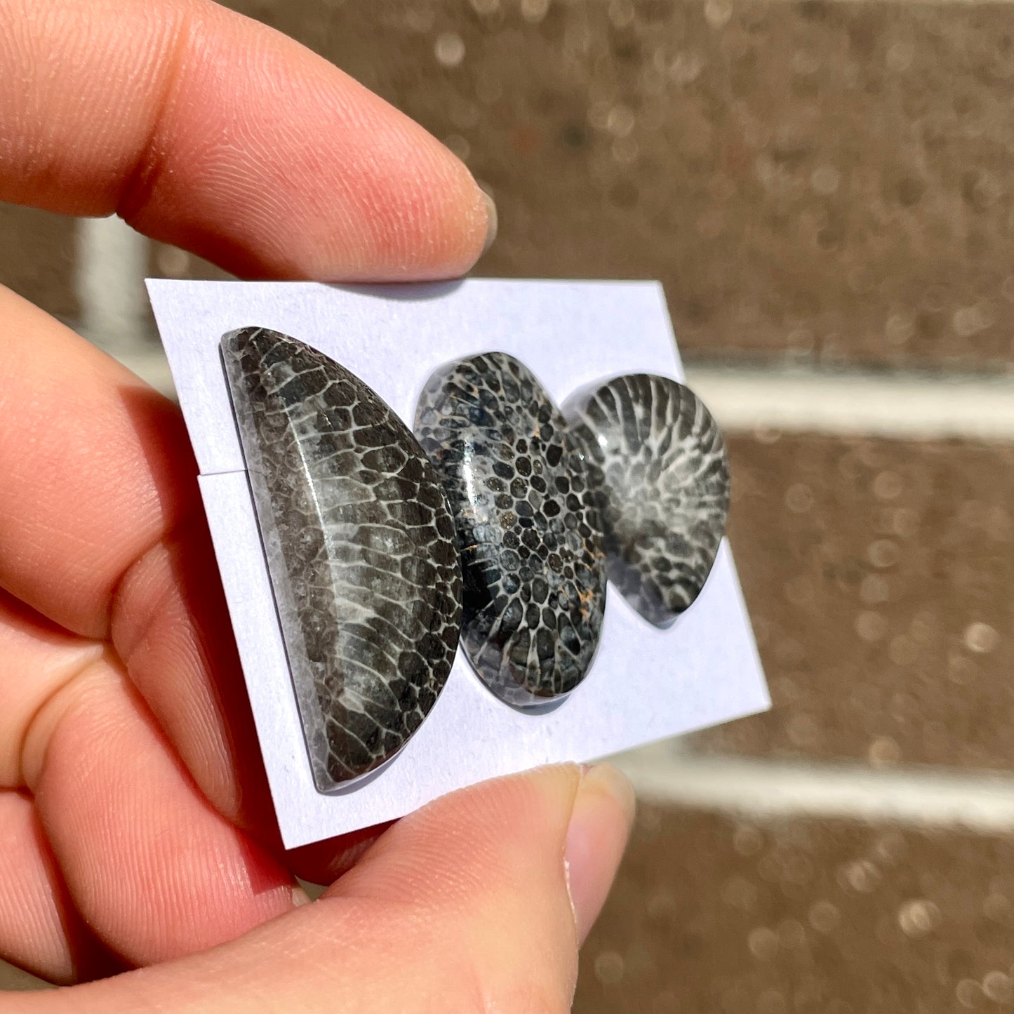 Black Fossil Coral Cabochon Smooth - Choose your Stone (W6)