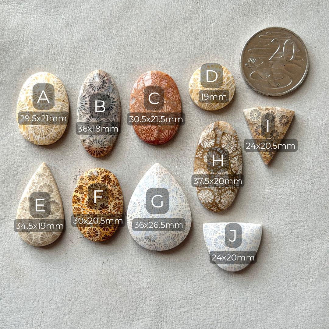Fossilised Coral Cabochon Smooth - Choose your Stone (W17)