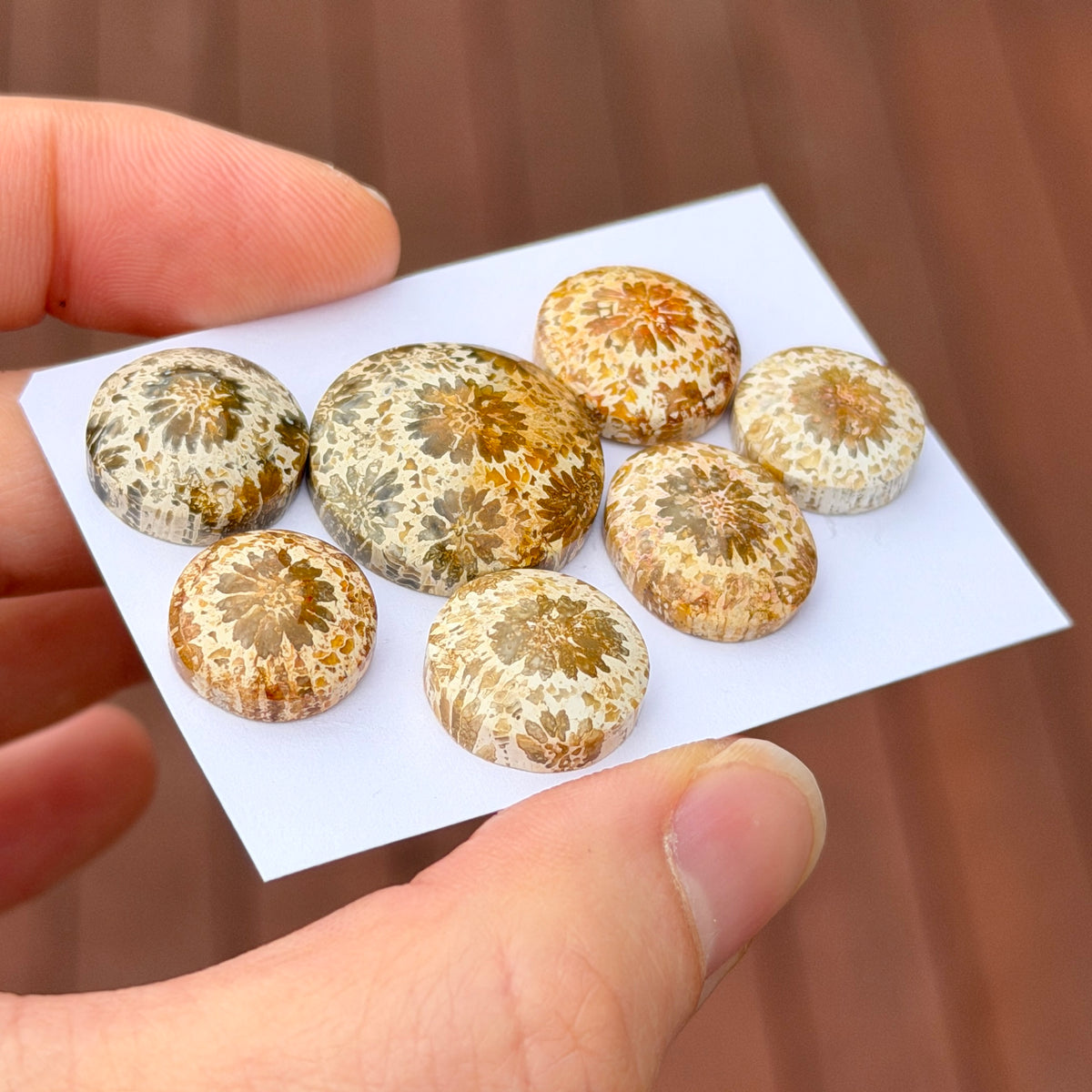 13-20mm Cream Fossilised Coral Cabochon Smooth - Choose your Stone (C)(W17)