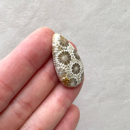 Fossil Coral Teardrop Cabochon - 30.5x17mm (W7)