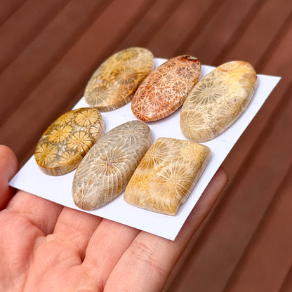 25-35mm Fossil Coral Cabochon Smooth - Choose your Stone (W13)