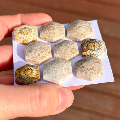 18-22mm Fossil Coral Hexagon Cabochon Smooth - Choose your Stone (W15)