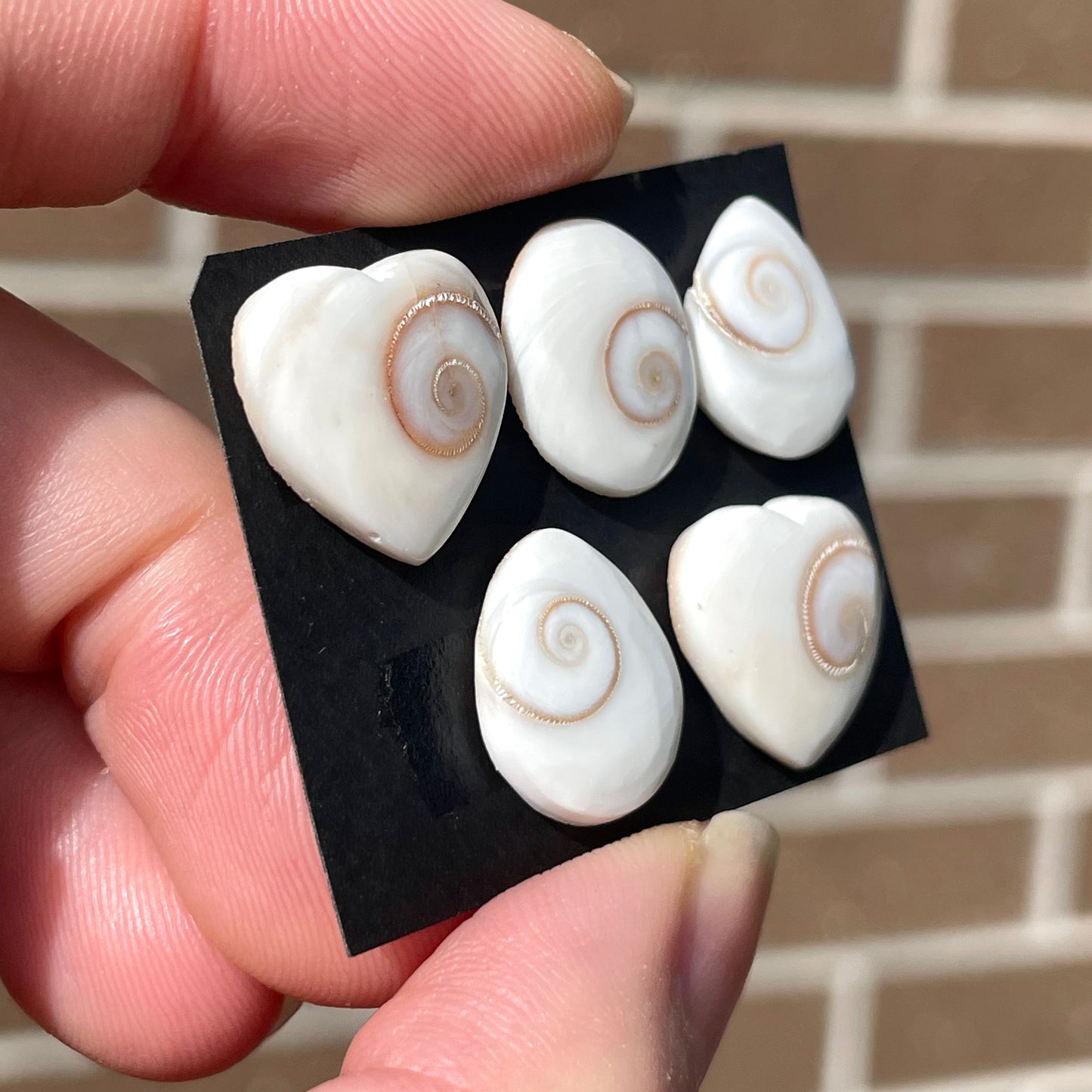 Operculum Shell (Shiva's Eye) Cabochon Smooth - Choose your Stone (W5)