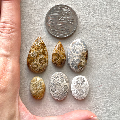 21-32mm Fossilized (Fossil) Coral Cabochon Smooth - Choose your Stone (W7)