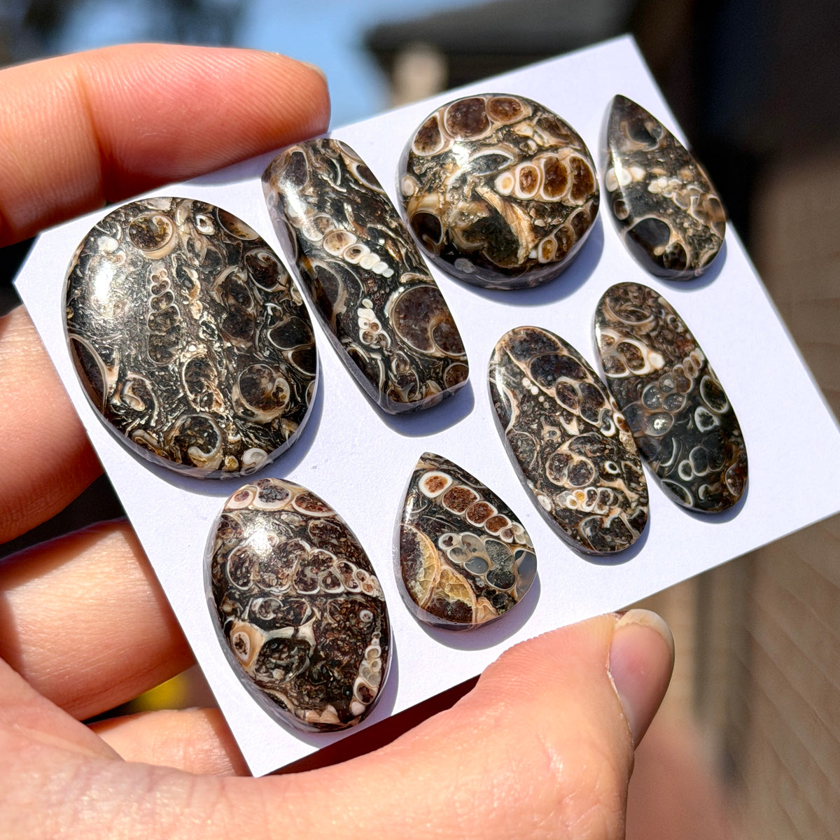 17-29mm Turritella Agate Cabochon Smooth - Choose your Stone (W15-EY)