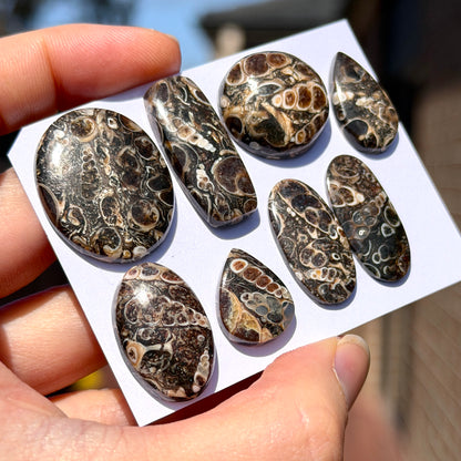 17-29mm Turritella Agate Cabochon Smooth - Choose your Stone (W15-EY)