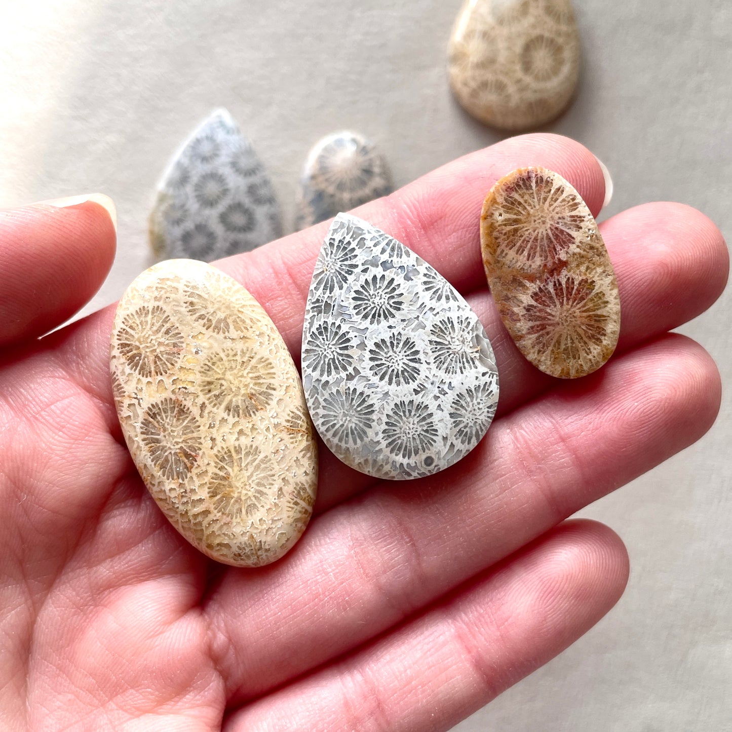 25-37mm Fossilized (Fossil) Coral Cabochon Smooth - Choose your Stone (W10)