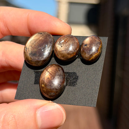 *RARE* Golden Star Sapphire (with Asterism) Oval Cabochon Smooth - Choose your Stone (W14)