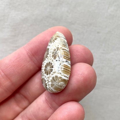 Fossil Coral Teardrop Cabochon - 30.5x17mm (W7)