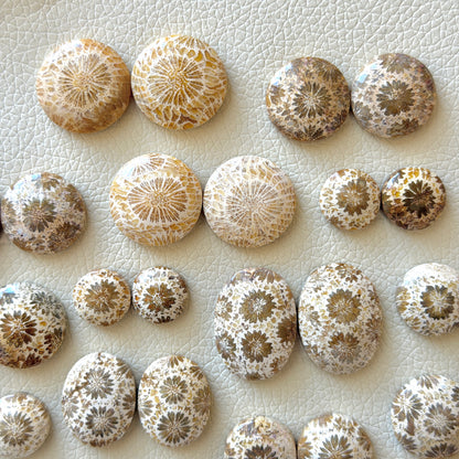 Cream/Beige Fossilised Coral Cabochon Pairs (Round & Oval) - Choose your Pair (W1)