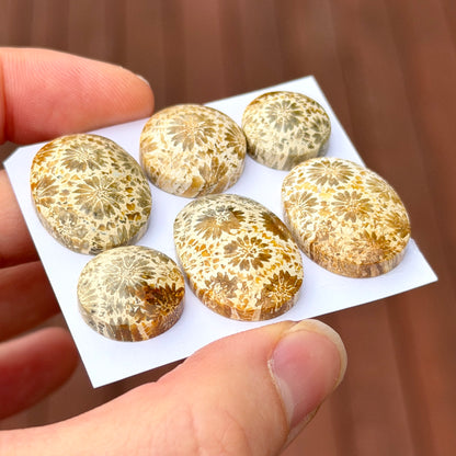 14-24mm Cream Fossilised Coral Cabochon Smooth - Choose your Stone (B) W16