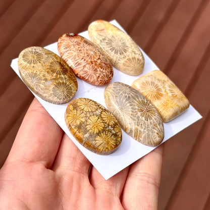 25-35mm Fossil Coral Cabochon Smooth - Choose your Stone (W13)