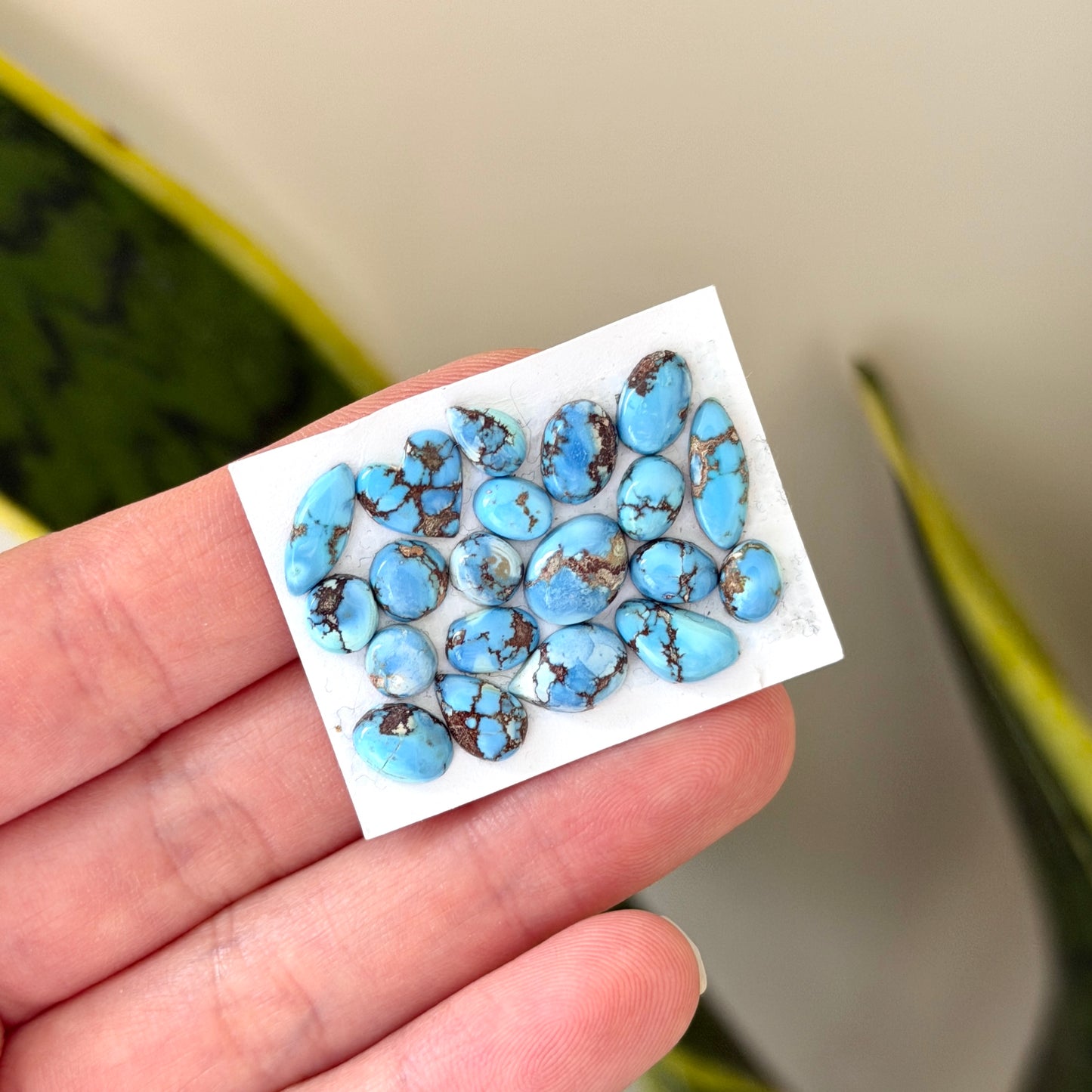 20pcs Golden Hill Turquoise (Kazakhstan) Cabochons Smooth - 5-12mm (FULL LOT)(W12)