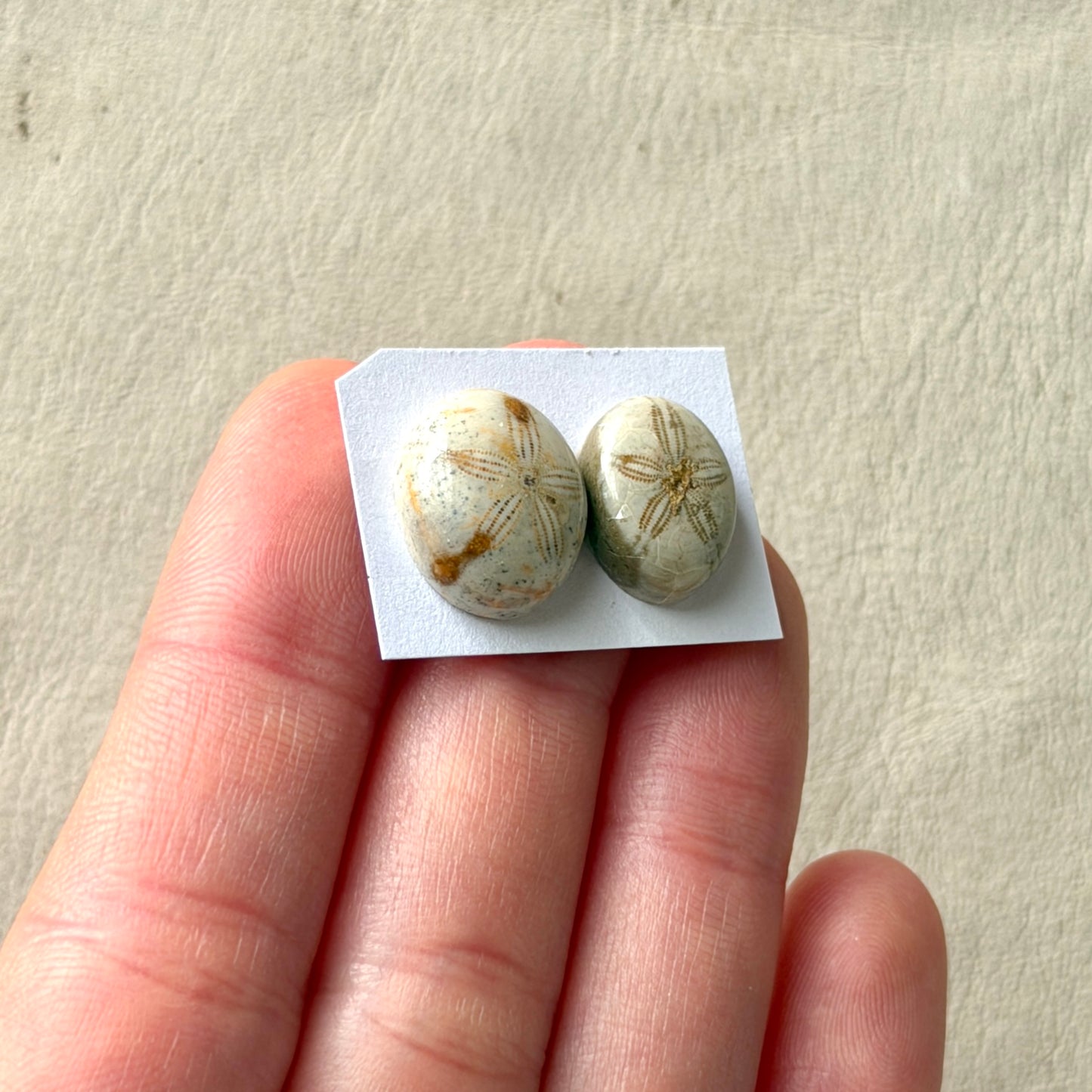 *Rare* Sand Dollar Fossil Cabochon Smooth Oval - Choose your Stone (W15)