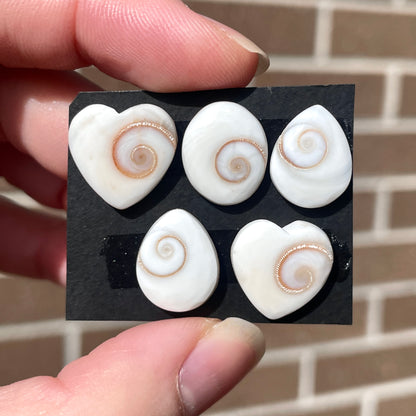 Operculum Shell (Shiva's Eye) Cabochon Smooth - Choose your Stone (W5)