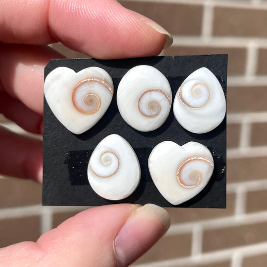 Operculum Shell (Shiva's Eye) Cabochon Smooth - Choose your Stone (W5)