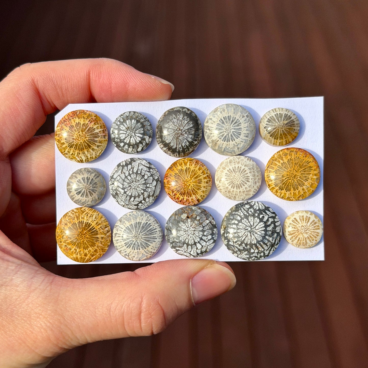 11-17mm Fossil Coral Round Cabochon Smooth - Choose your Stone (W6-B)