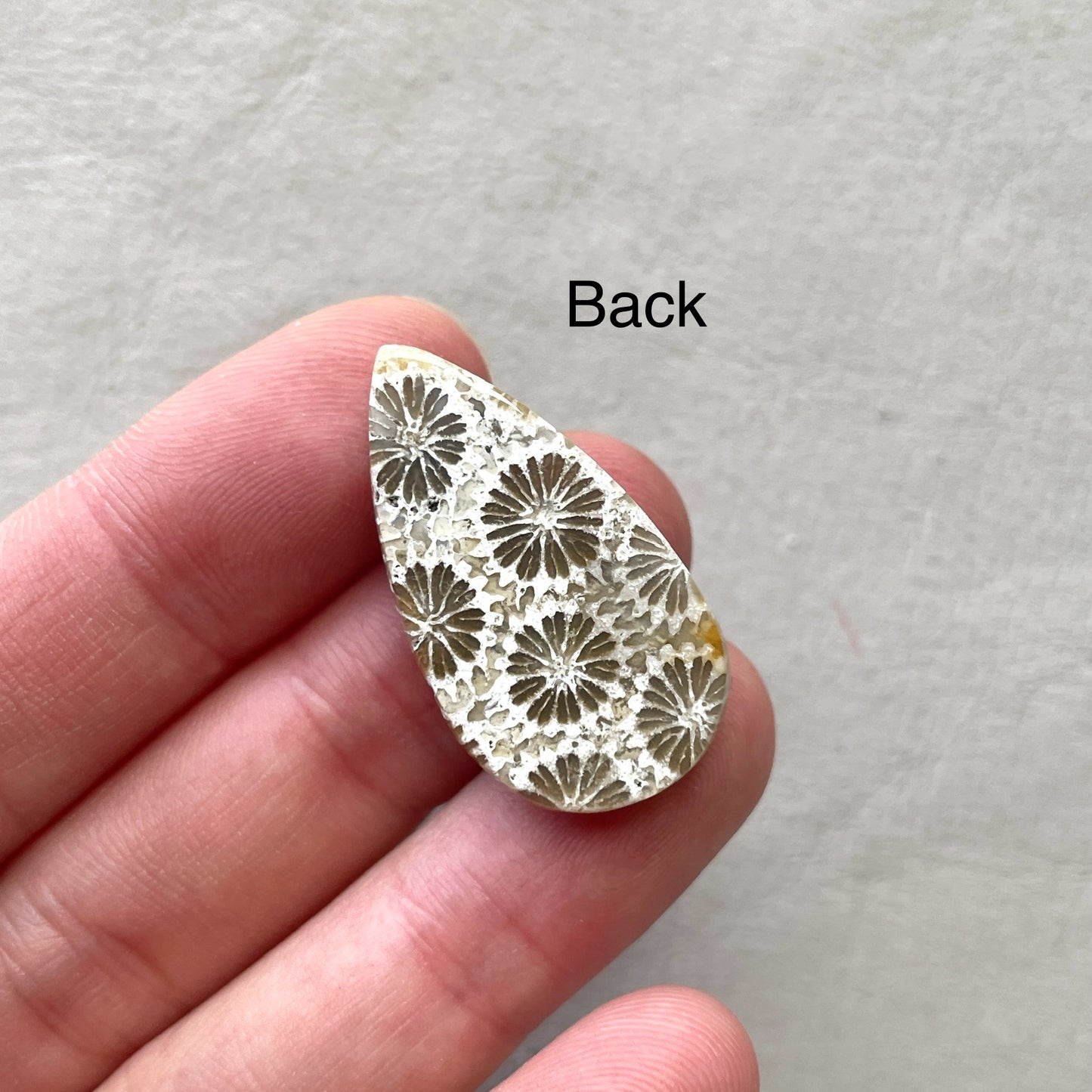 Fossil Coral Teardrop Cabochon - 30.5x17mm (W7)