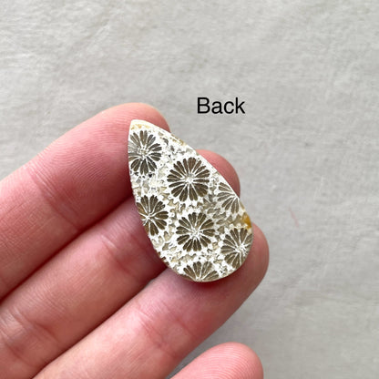Fossil Coral Teardrop Cabochon - 30.5x17mm (W7)