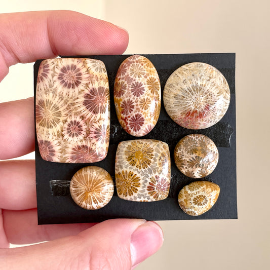 13-33mm Fossil Coral Cabochon Smooth - Choose your Stone (W5)