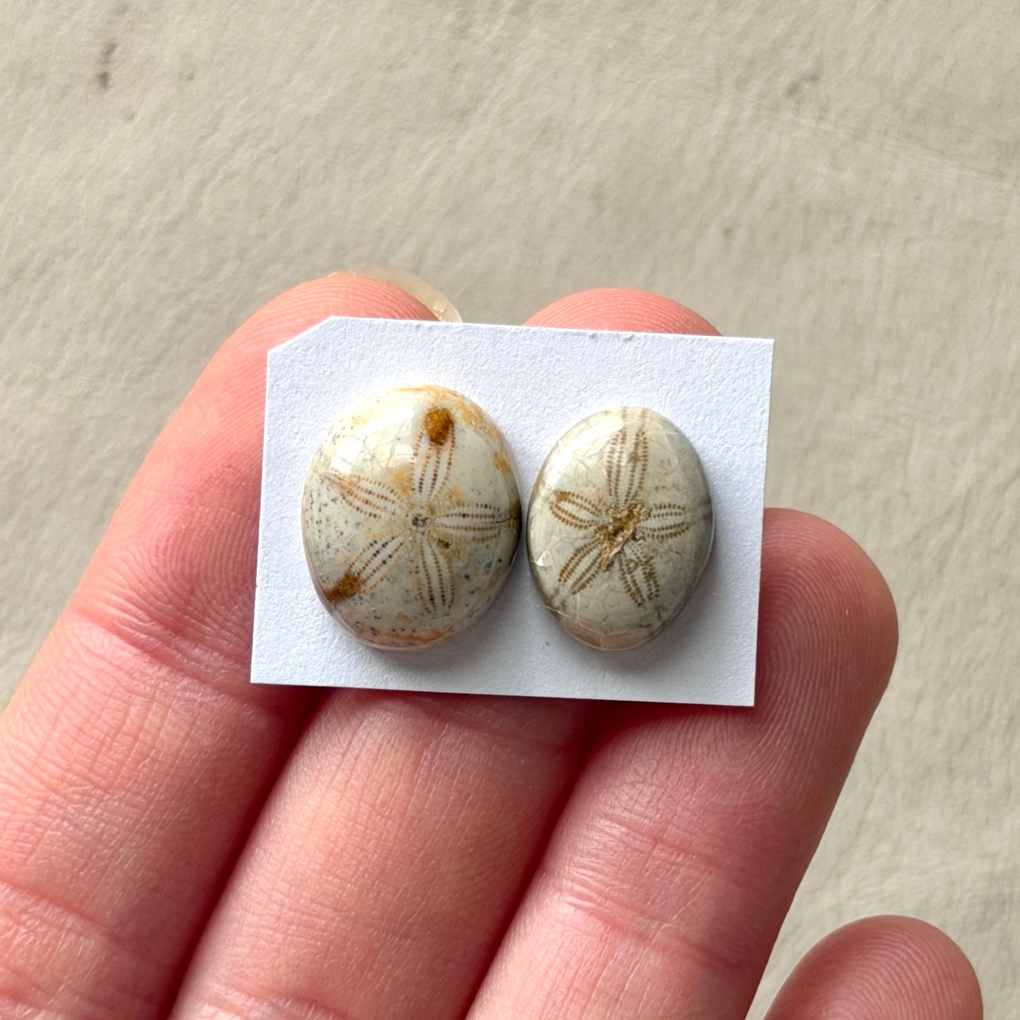 *Rare* Sand Dollar Fossil Cabochon Smooth Oval - Choose your Stone (W15)