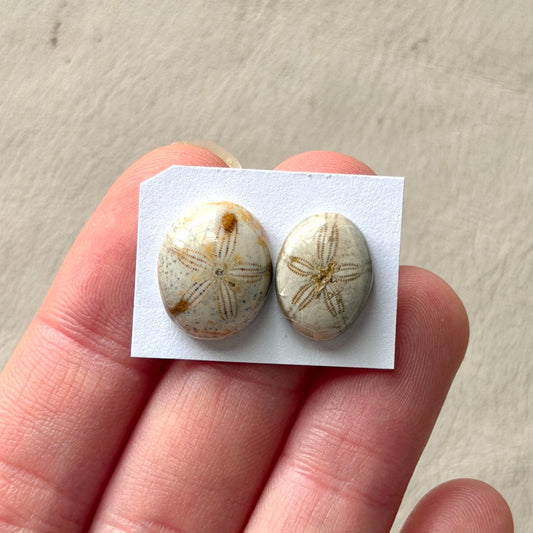 *Rare* Sand Dollar Fossil Cabochon Smooth Oval - Choose your Stone (W15)