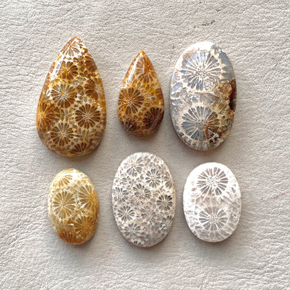 21-32mm Fossilized (Fossil) Coral Cabochon Smooth - Choose your Stone (W7)