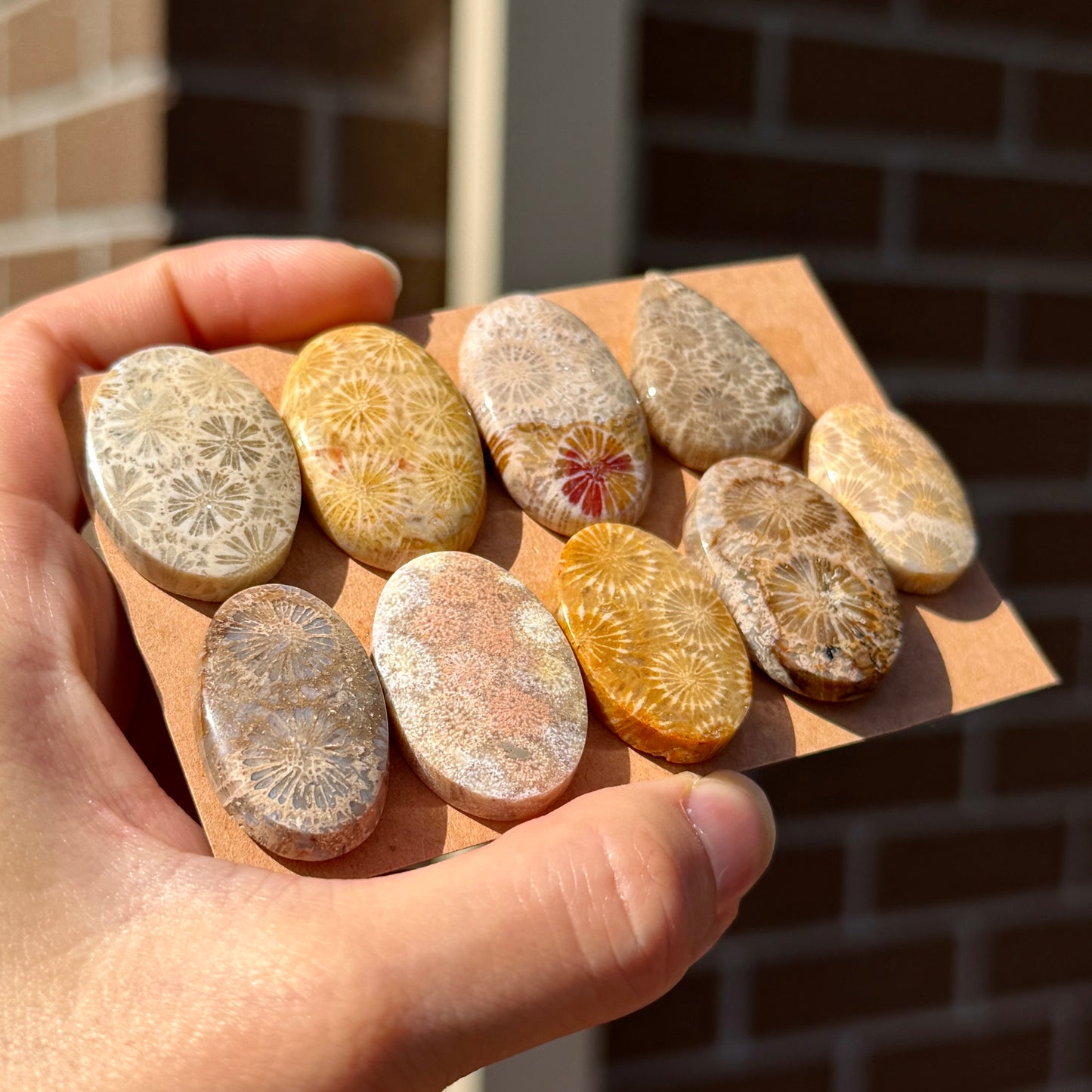 25-33mm Fossilised Coral Cabochon Smooth - Choose your Stone (W12)