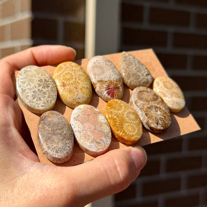 25-33mm Fossilised Coral Cabochon Smooth - Choose your Stone (W12)