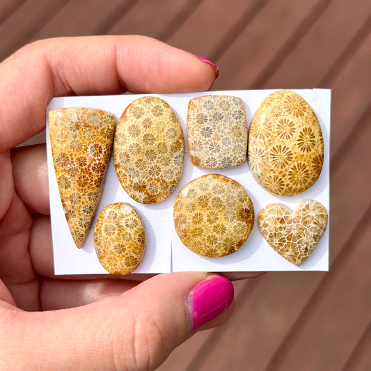 16-35mm Fossil Coral Cabochon Smooth - Choose your Stone (W13)