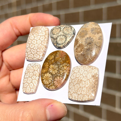 18-32mm Fossilised Coral Cabochon Smooth - Choose your Stone (W14)