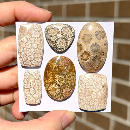 18-32mm Fossilised Coral Cabochon Smooth - Choose your Stone (W14)