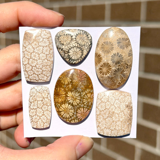 18-32mm Fossilised Coral Cabochon Smooth - Choose your Stone (W14)