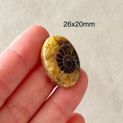 Ammonite Fossil Oval Cabochon - 26 x 20mm (W5)