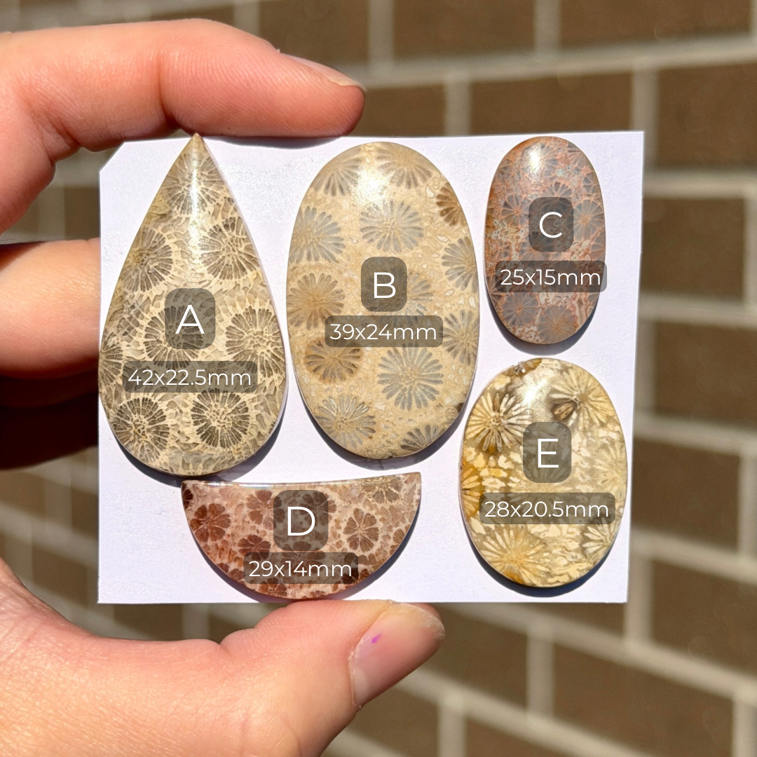 25-42mm Fossilised Coral Cabochon Smooth - Choose your Stone (W14)