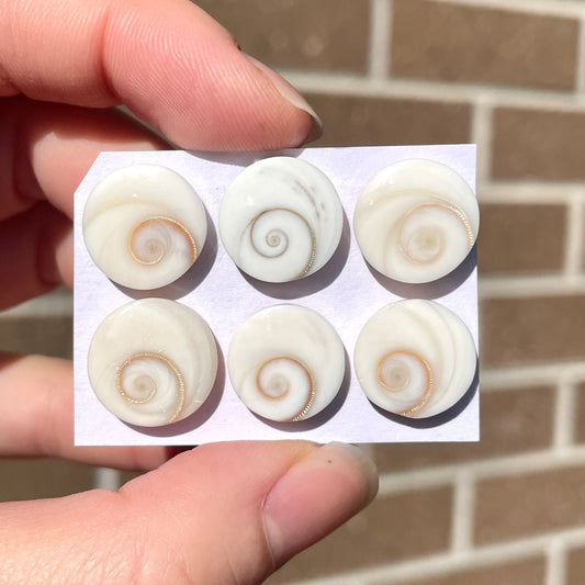 13-14mm Operculum Shell (Shiva's Eye) Round Cabochon Smooth - Choose your Stone (W9)