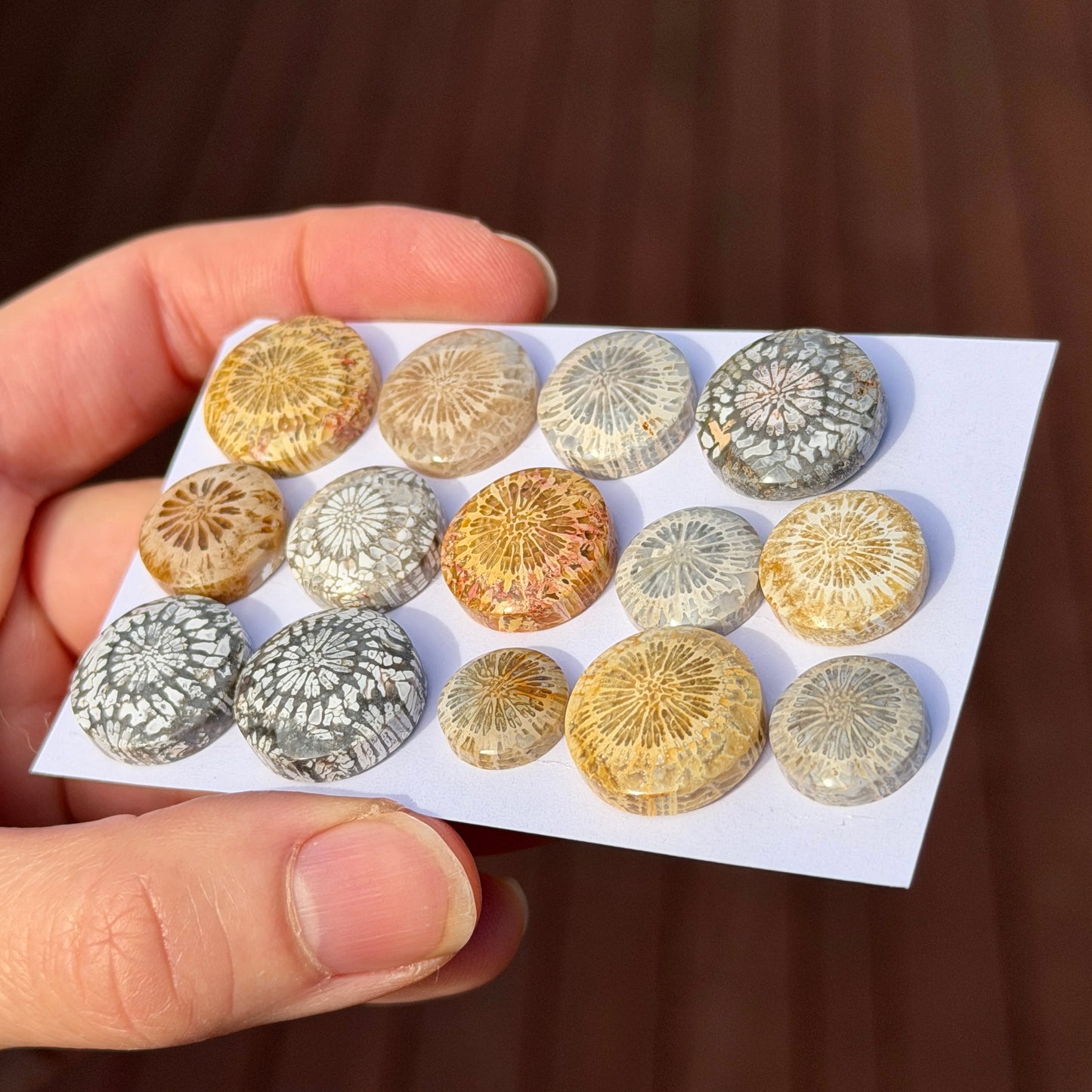 11-17mm Fossil Coral Round Cabochon Smooth - Choose your Stone (W6-A)