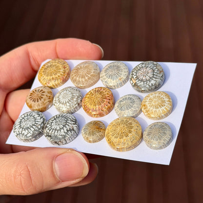 11-17mm Fossil Coral Round Cabochon Smooth - Choose your Stone (W6-A)