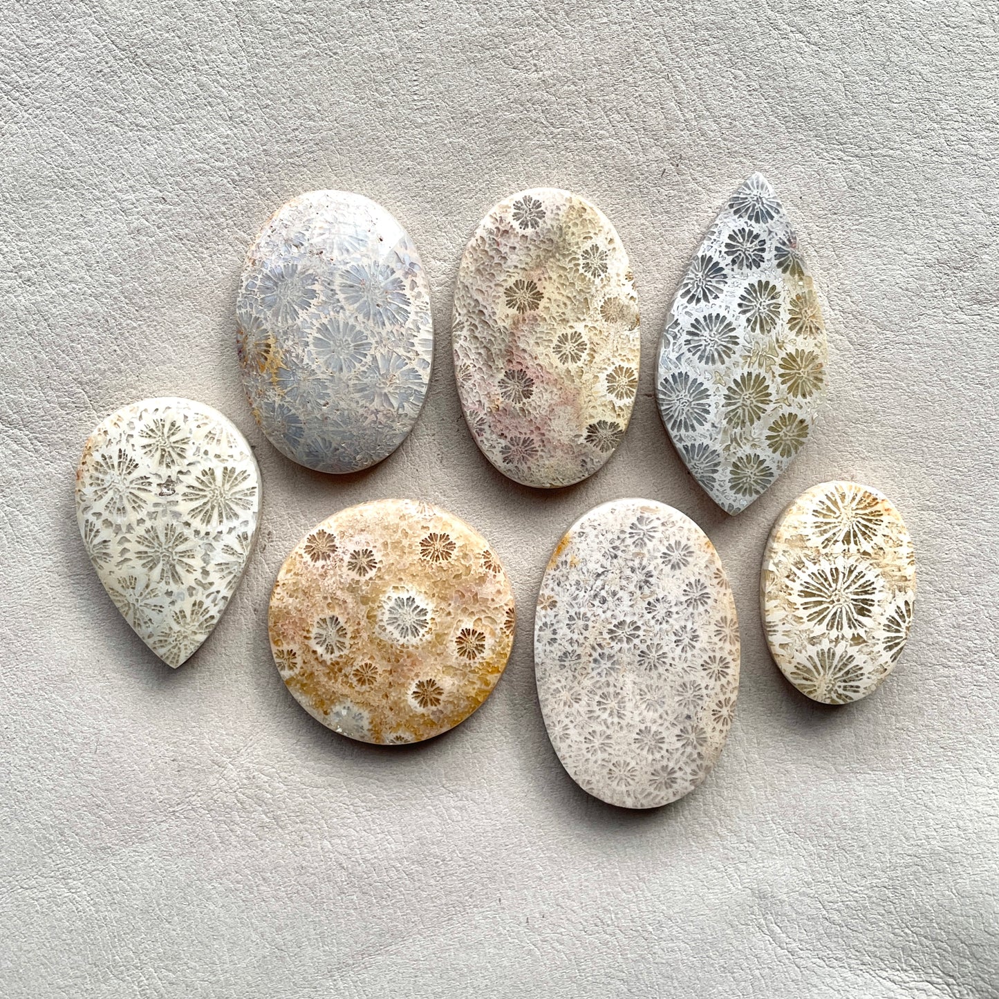 27-42mm Fossilized (Fossil) Coral Cabochon Smooth - Choose your Stone (W2)