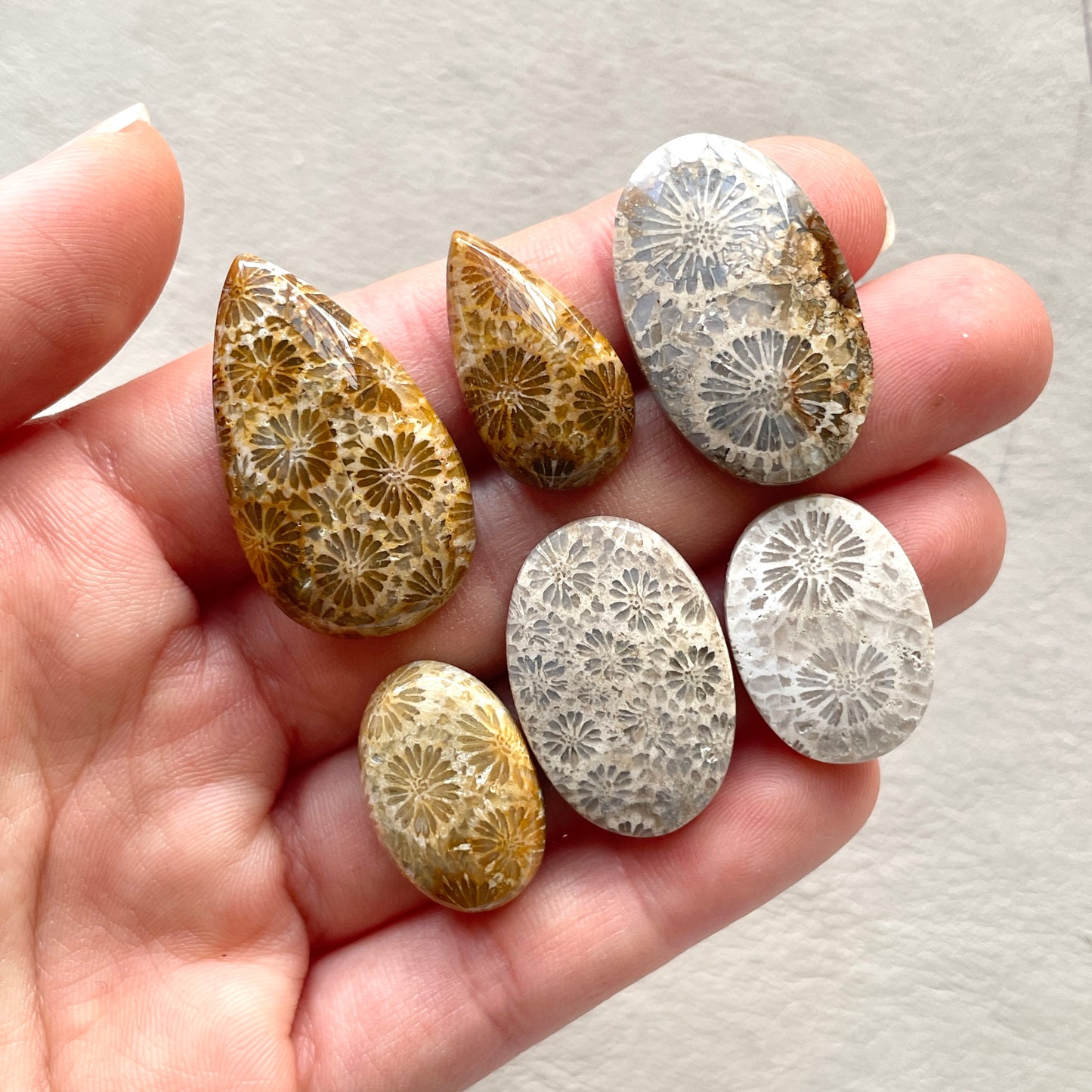 21-32mm Fossilized (Fossil) Coral Cabochon Smooth - Choose your Stone (W7)