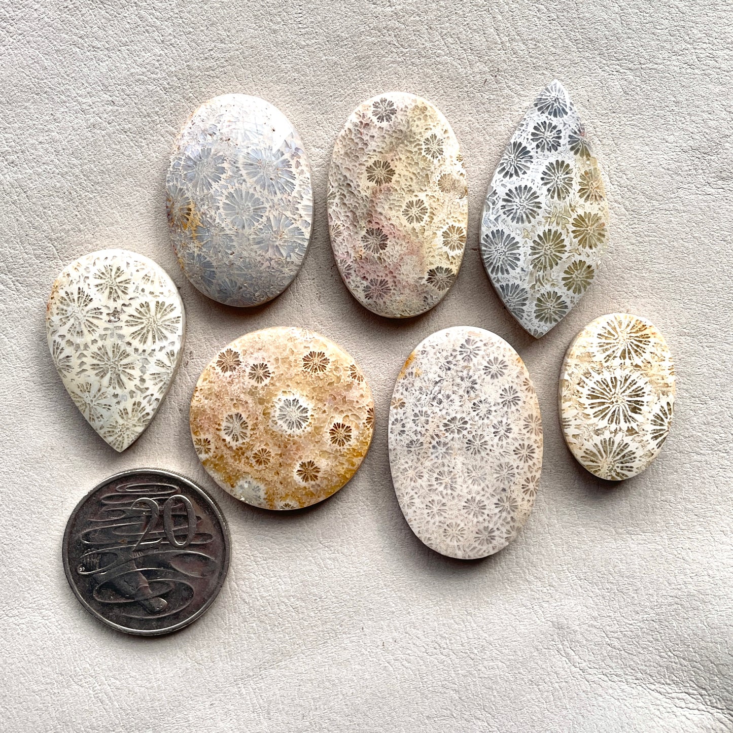27-42mm Fossilized (Fossil) Coral Cabochon Smooth - Choose your Stone (W2)
