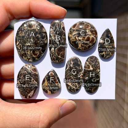 17-29mm Turritella Agate Cabochon Smooth - Choose your Stone (W15-EY)