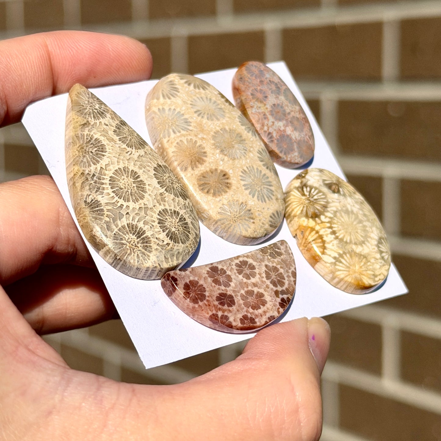 25-42mm Fossilised Coral Cabochon Smooth - Choose your Stone (W14)