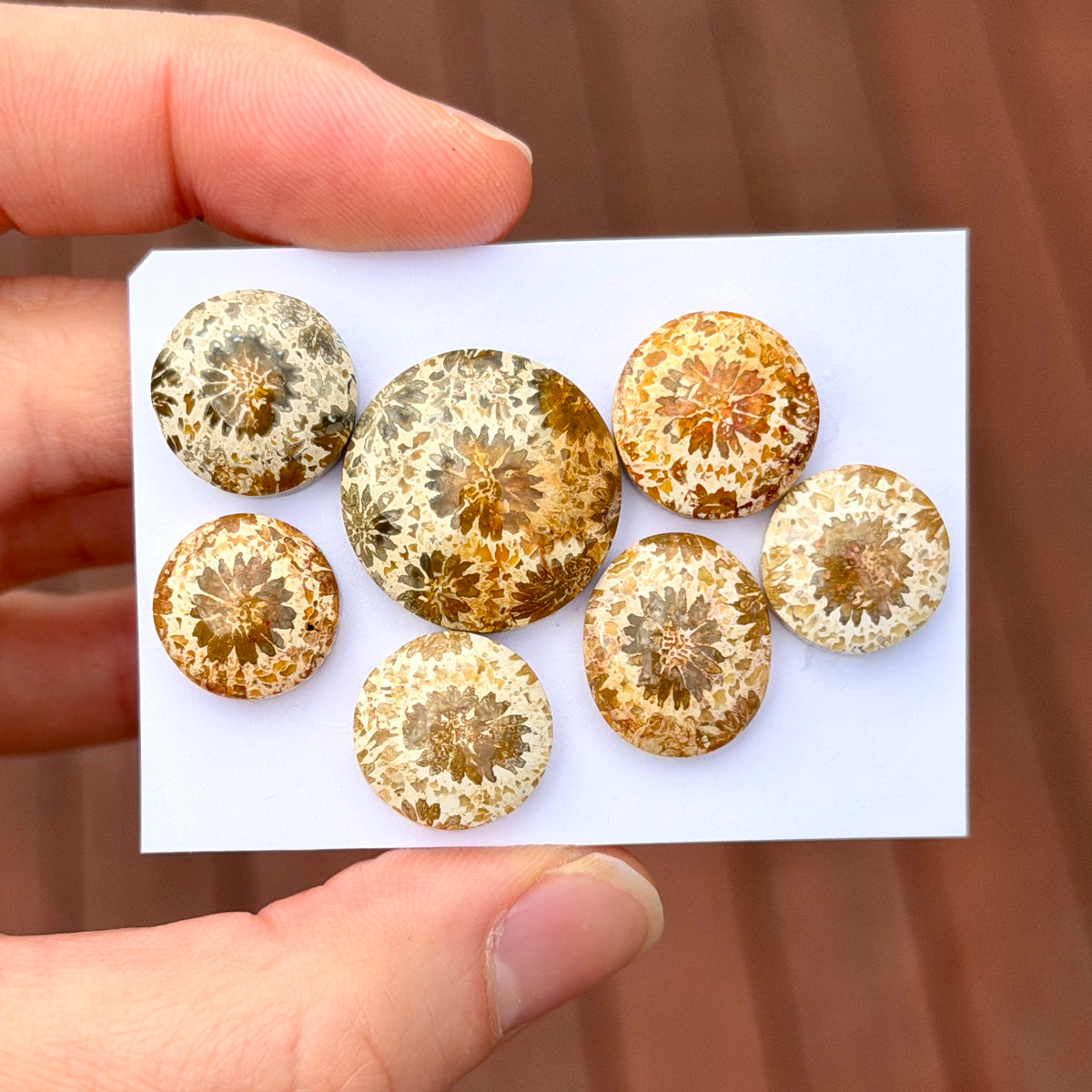 13-20mm Cream Fossilised Coral Cabochon Smooth - Choose your Stone (C)(W17)