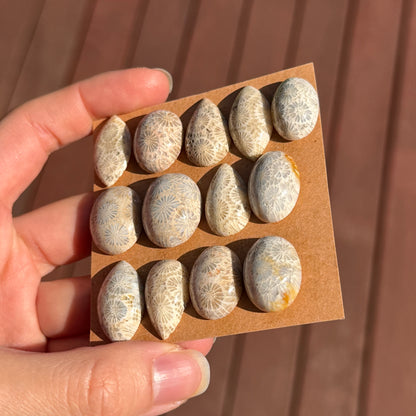 Fossil Coral Cabochon Smooth - Choose your Stone (W10)