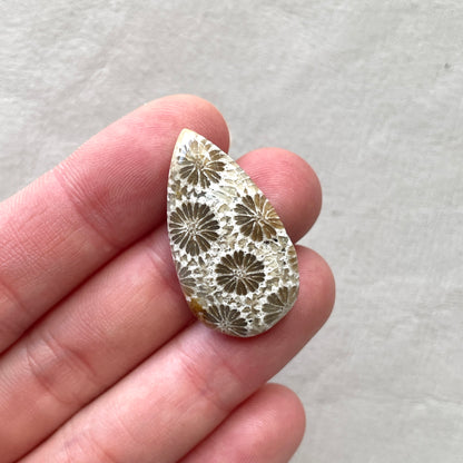 Fossil Coral Teardrop Cabochon - 30.5x17mm (W7)