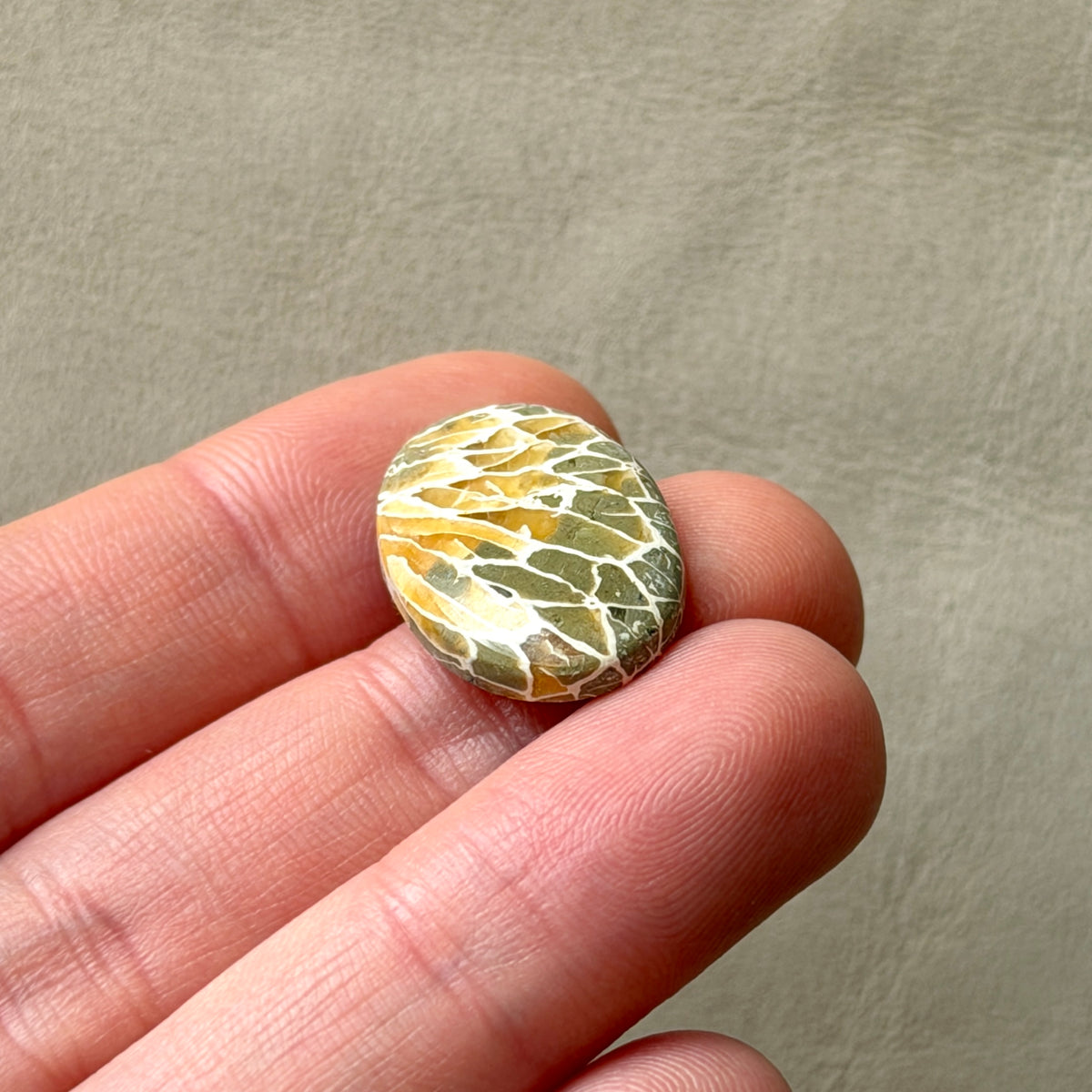 ‘Dragonfly Wings' Fossilised Coral Oval Cabochon - 22.5mm x 15mm (W3)