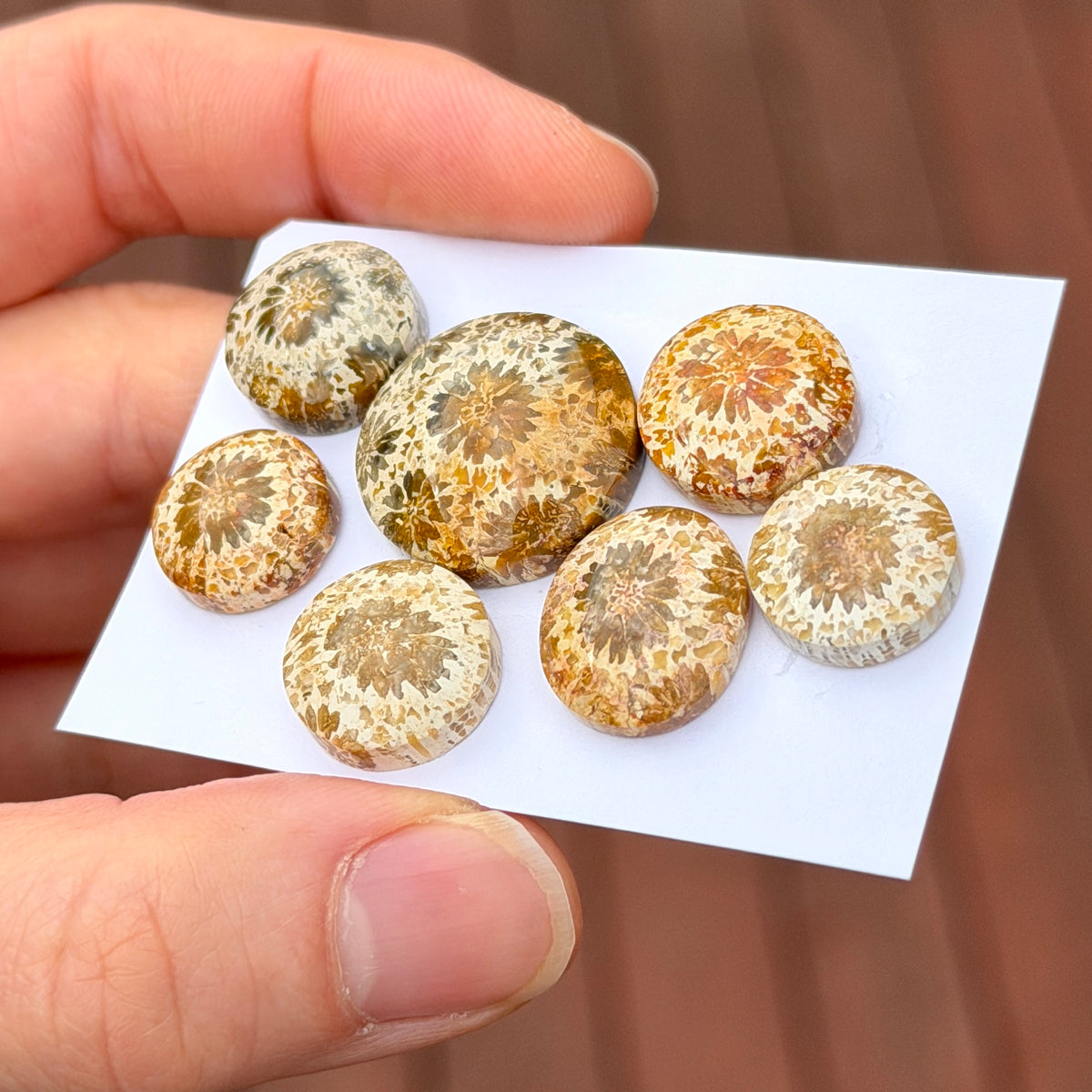 13-20mm Cream Fossilised Coral Cabochon Smooth - Choose your Stone (C)(W17)