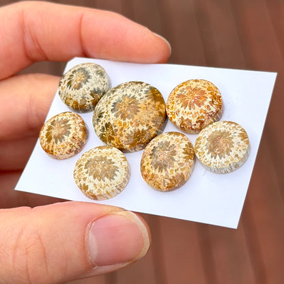 13-20mm Cream Fossilised Coral Cabochon Smooth - Choose your Stone (C)(W17)