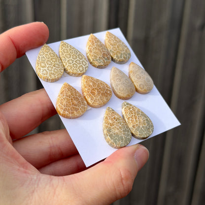 Fossil Coral Teardrop Cabochon Pairs - Choose your Pair (W15)